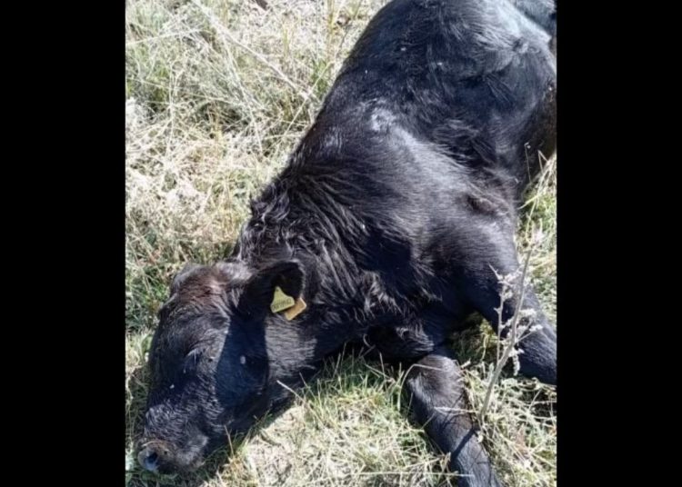 Маралдыдағы жағдай: өлген малдың иелеріне өтемақы төлене ме?