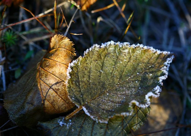 Ертең тағы үсік жүреді – ШҚО