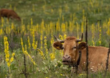 Ауыл шаруашылығы: онлайн санақ уақыты 20 қыркүйекке дейін ұзартылды
