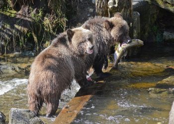 Қалаға кіріп, адамдардың мазасын алып жүр: ШҚО-да аюлар көбейді