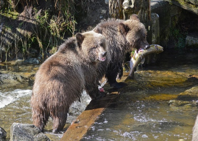 Фото: pixabay.com