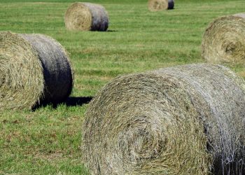 Жем-шөп дайындау науқаны әлі аяқталған жоқ: ШҚО әкімі 10 күн уақыт берді