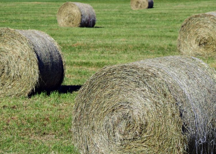 Фото: pixabay.com