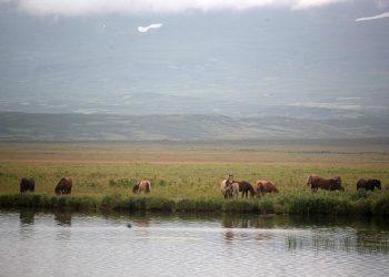 Елімізде ауыл шаруашылығы санағының офлайн кезеңі басталады