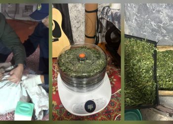 ШҚО полицейлері үйінде марихуана өсірген күдіктіні қолға түсірді