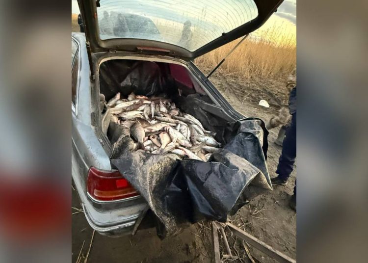 Полицейлер браконьерлерден бір тоннадан астам балық тәркіледі – ШҚО