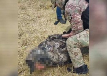 Қылмыскерлер 141 тоннадан астам астық ұрламақ болған