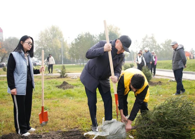 «Таза Қазақстан»: Өскемендегі Амфитеатр аумағына 100-ден астам көшет отырғызылды