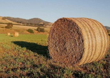 ШҚО үздіктер қатарында: Елімізде 38 миллион тонна мал азығы дайындалды