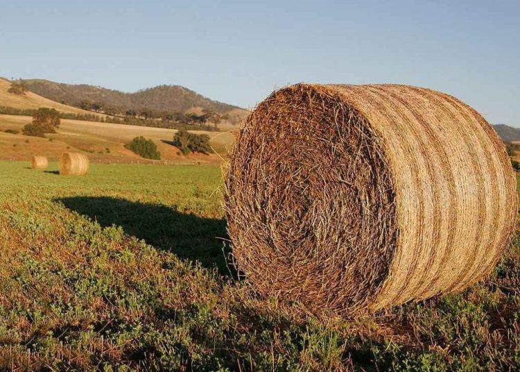 ШҚО үздіктер қатарында: Елімізде 38 миллион тонна мал азығы дайындалды