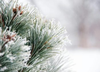 Биыл қыс жылы болады – ШҚО