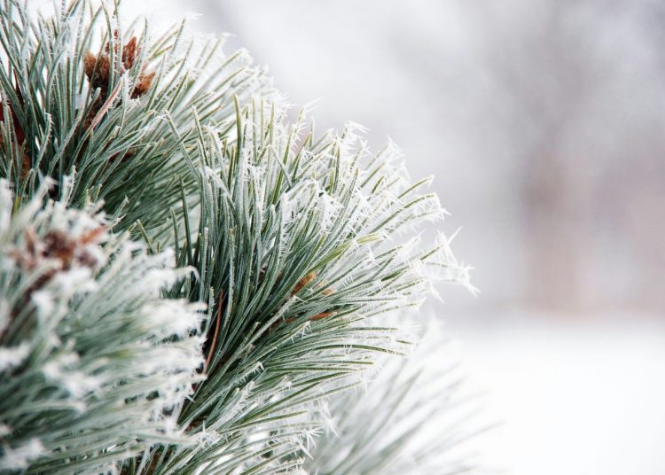 Биыл қыс жылы болады – ШҚО