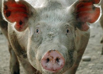 Қазақстан Қытайға шошқа етін экспорттайды