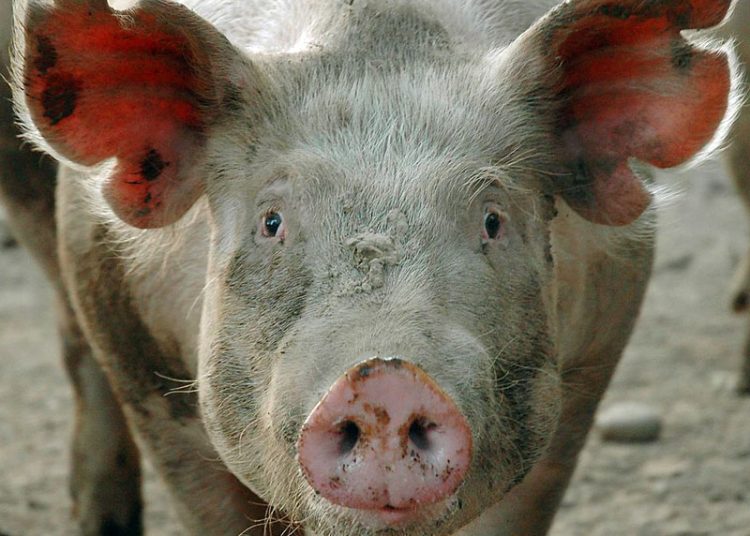 Қазақстан Қытайға шошқа етін экспорттайды