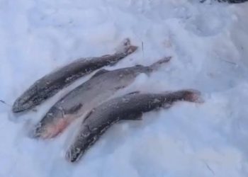 ШҚО-да заңсыз балық аулағандар ұсталды