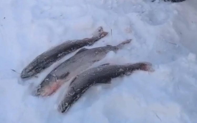 Фото: shygysormany/instagram