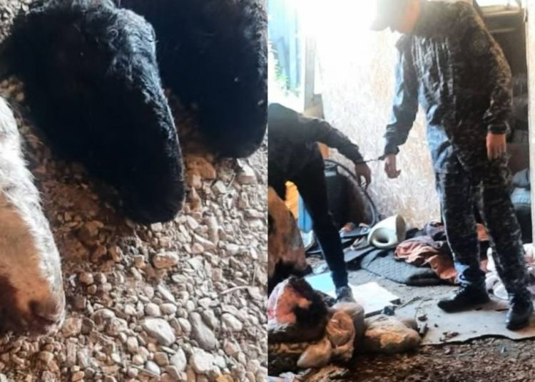 «Бекет» ЖПІШ: ШҚО-да мал ұрлығымен айналысқан топ құрықталды