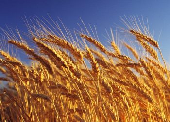 Мемлекет басшысы: Биыл диқандарымыз 27 миллион тонна астық жинады