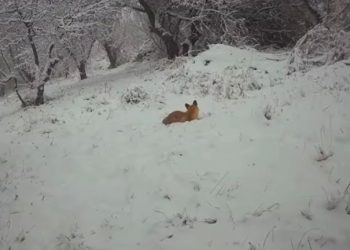 ШҚО-да түлкі фототұзаққа түсіп қалды