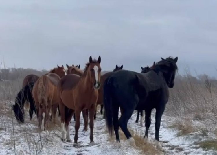 ШҚО полицейлері тұрғынның жоғалған 16 бас жылқысын тауып берді