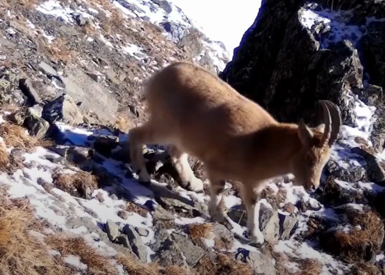 Фото: видеодан алынған кадр