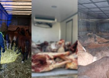 екі мал ұрлығының беті ашылды