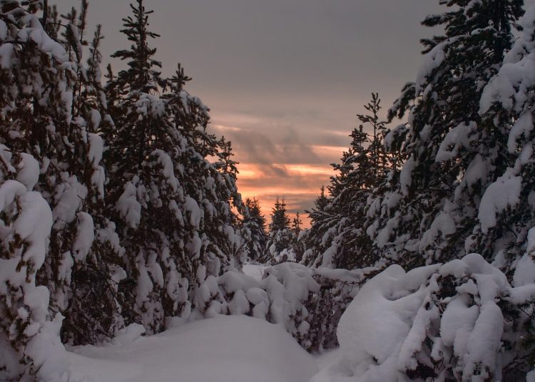 Фото: pixabay.com