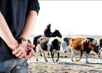 «Мал ұрысы»: Полицейлер 800-ден астам бас малды иелеріне қайтарды