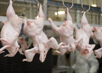 Жыл басынан бері елімізде 360 мың тоннадан астам құс еті өндірілген