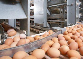 Қазақстанға 63 мың дана тауық жұмыртқасын заңсыз кіргізбек болған