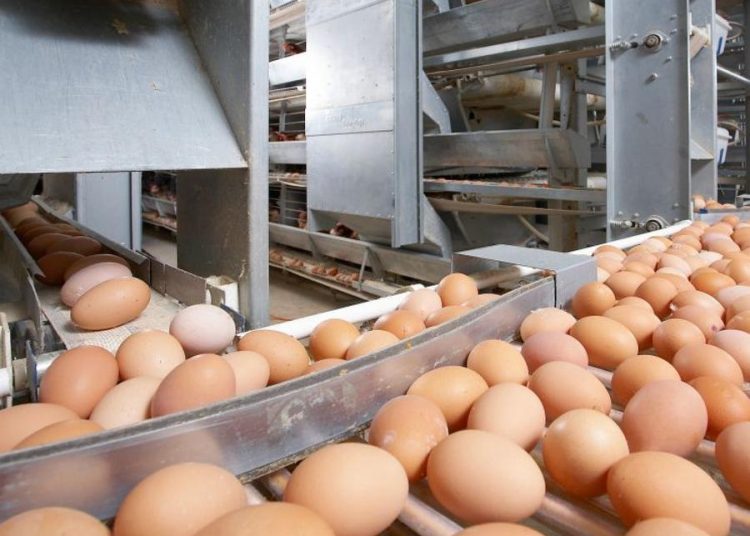 Қазақстанға 63 мың дана тауық жұмыртқасын заңсыз кіргізбек болған