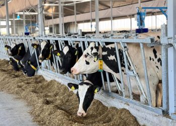 ШҚО үздіктер қатарында: Қоймаларға 40 миллион тонна мал азығы жиналды