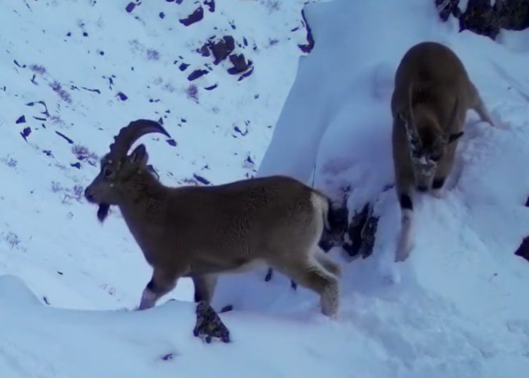 Фото: видеодан алынған кадр