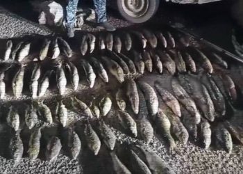 «Браконьер» іс-шарасы: 4 мыңнан астам құқық бұзушы жауапкершілікке тартылды