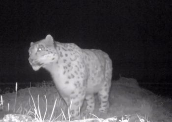 Қар барысы тағы да көзге түсті