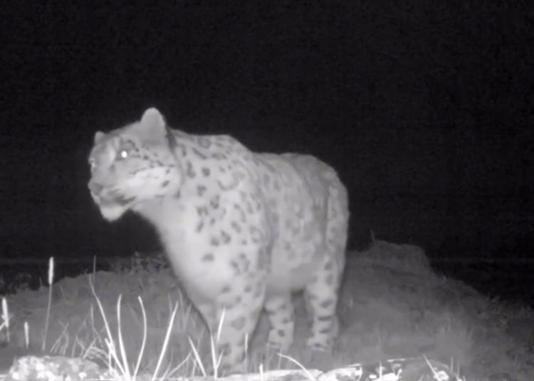 Фото: видеодан алынған кадр