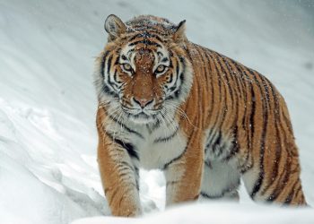 Келер жылы Қазақстанға Ресейден жолбарыс, Чехиядан жылқы әкеледі