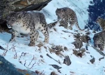 Төртеу емес, бесеу: орманшы Жомарт Аманбаев қар барысы кадрға қалай түсірілгенін айтып берді