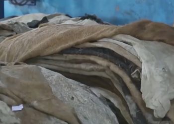 Енді ысырап болмайды: Қазақстанда мал терісін кәдеге жаратын жоба қолға алынды