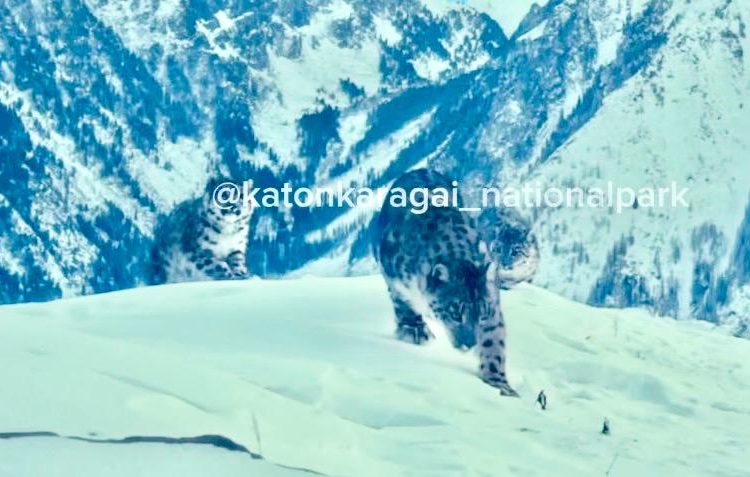 Фото: видеодан алынған кадр