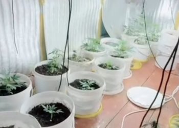 ШҚО-да тыйым салынған өсімдіктер өсірген фитолаборатория анықталды