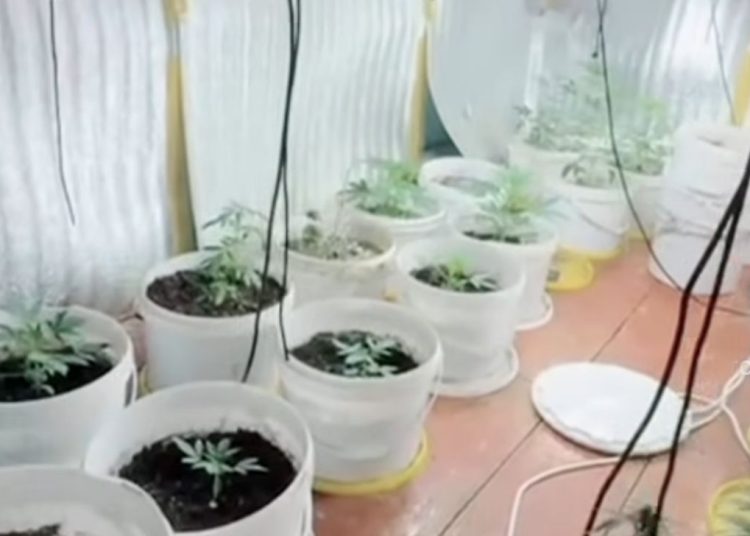 ШҚО-да тыйым салынған өсімдіктер өсірген фитолаборатория анықталды