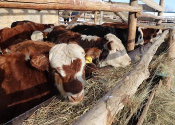 ШҚО-да ірі қара малдан құтыру ауруы анықталды