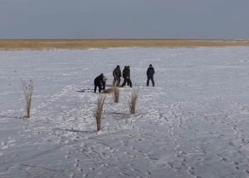 Зайсан көліндегі балықтардың жаппай қырылуына жол берілмеді