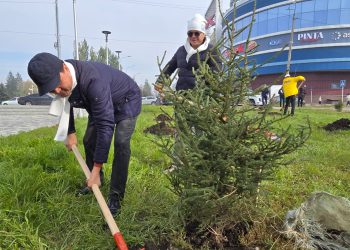 Шығыс Қазақстанда 36 миллион көшет егіледі