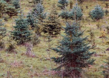 Шығыс Қазақстанда 36 миллион көшет егіледі