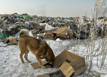 Итін далаға тастағандар енді 130 мың теңге айыппұл төлейді
