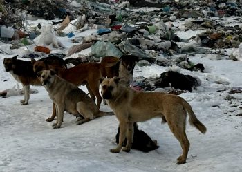 Сенат бұралқы иттерге қатысты заңды Мәжіліске қайтарды