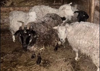 ШҚО-да қорадан бес бас мал ұрлаған күдіктілер ұсталды