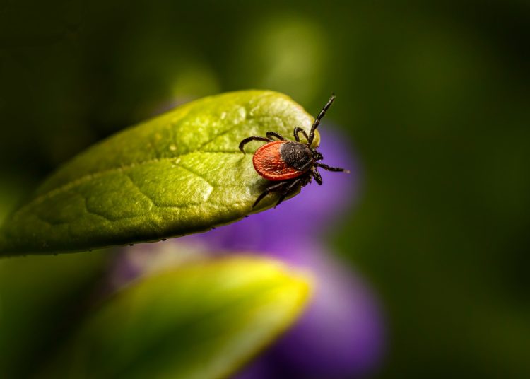 Өскеменде кене энцефалитіне қарсы вакцинация жүргізіле бастады